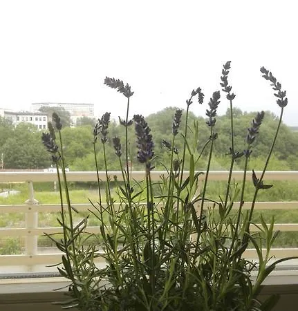 Greenapartament Krakau